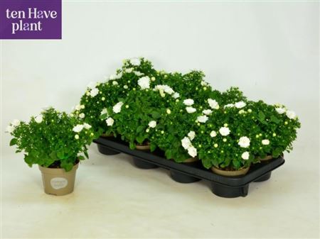 Горшечные цветы и растения оптом Camp Is Dublin White от 8шт (для телеги) из Голландии с доставкой по России