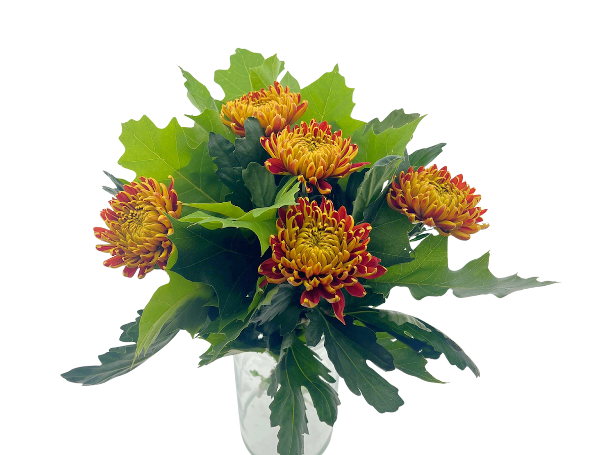 Срезанные цветы оптом BQ Chrysanthemum Autumn от 3шт из Голландии с доставкой по России