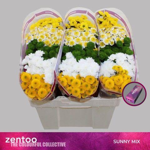 Срезанные цветы оптом Chrys sa mix sunny от 75шт. из Голландии с доставкой по России