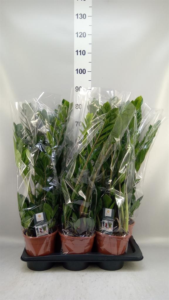 Горшечные цветы и растения оптом Zamioculcas Zamiifolia от 6шт из Голландии с доставкой по России
