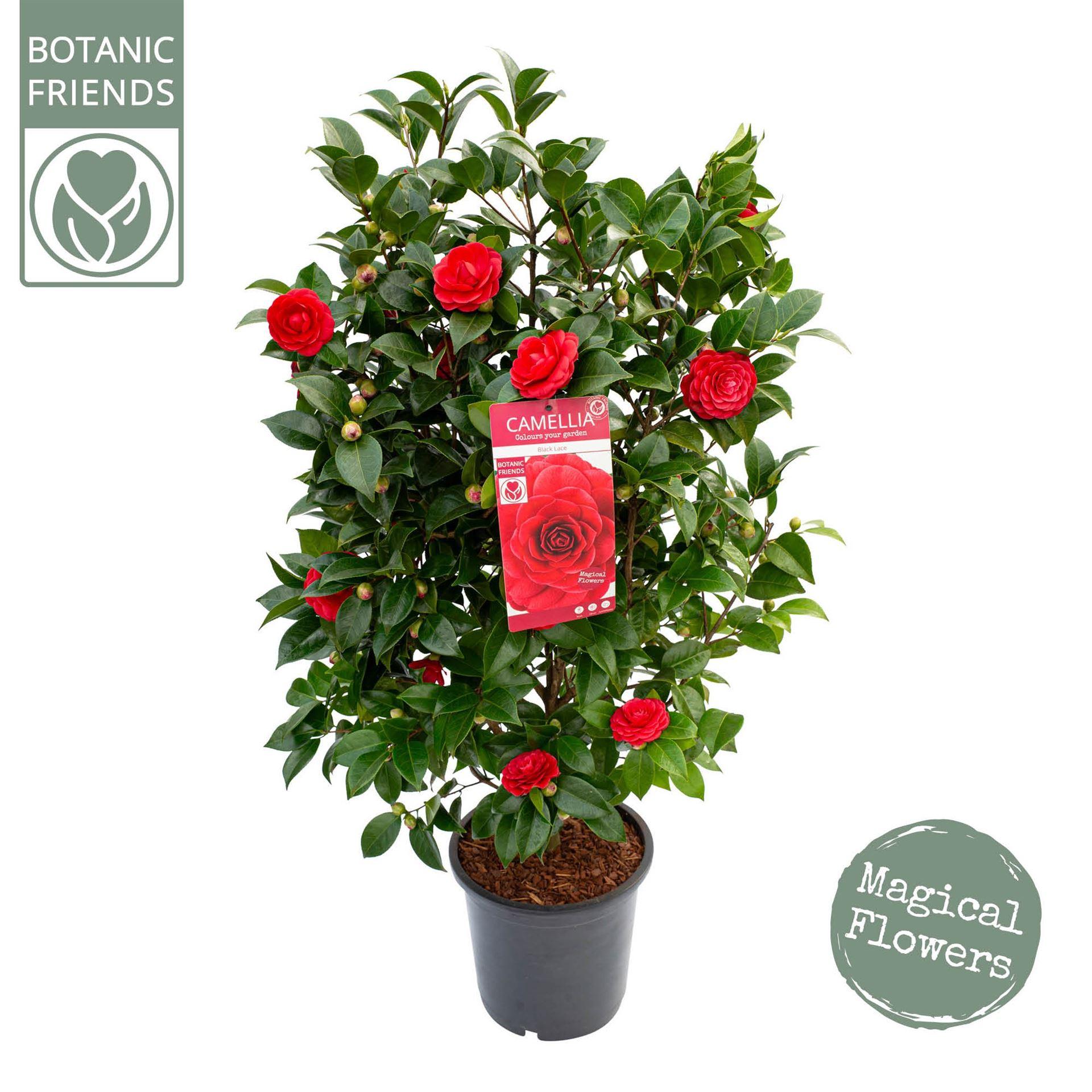 Горшечные цветы и растения оптом Camellia Japonica от 1шт из Голландии с доставкой по России