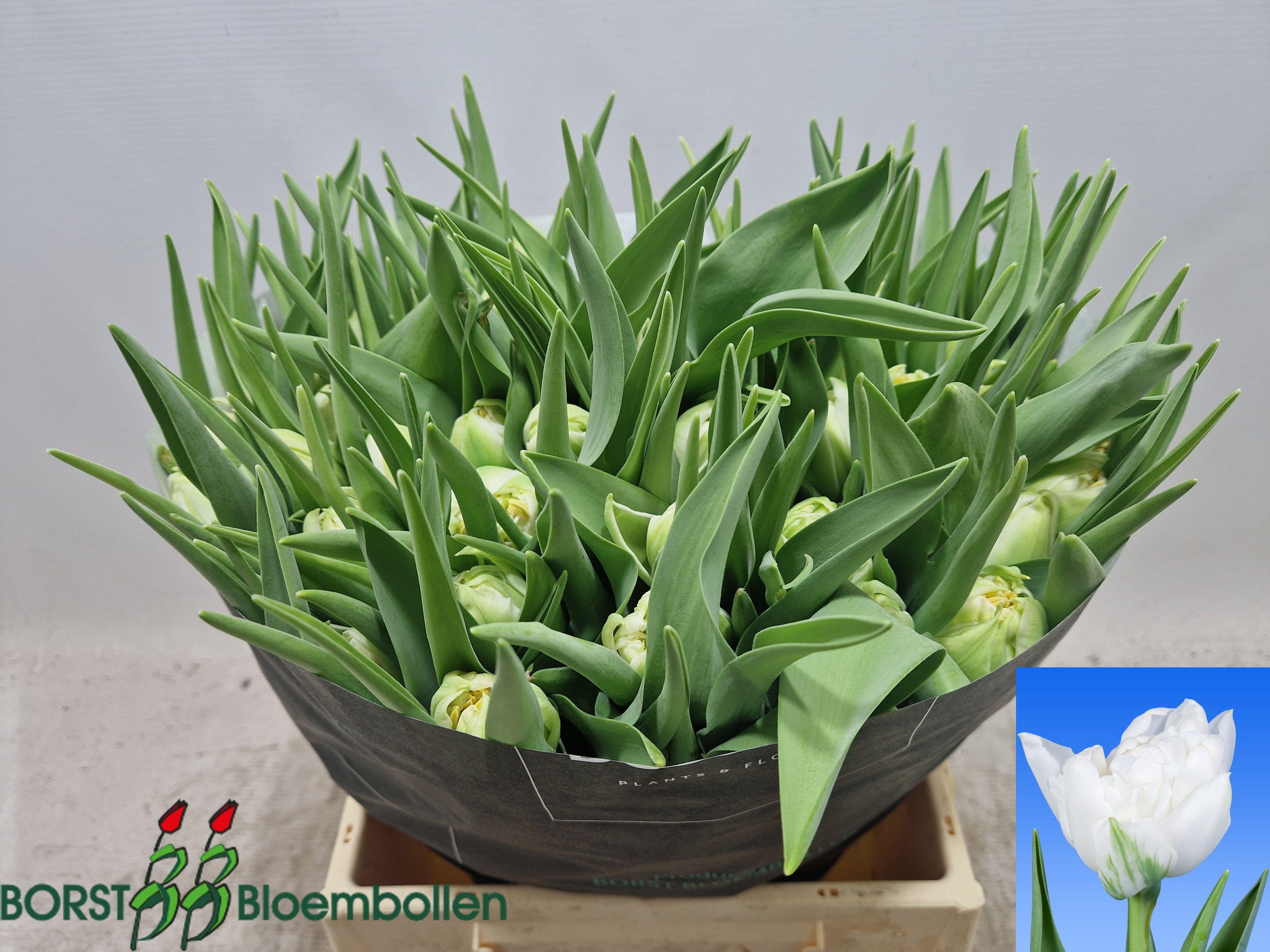 Срезанные цветы оптом Tulipa do northcap от 50шт из Голландии с доставкой по России