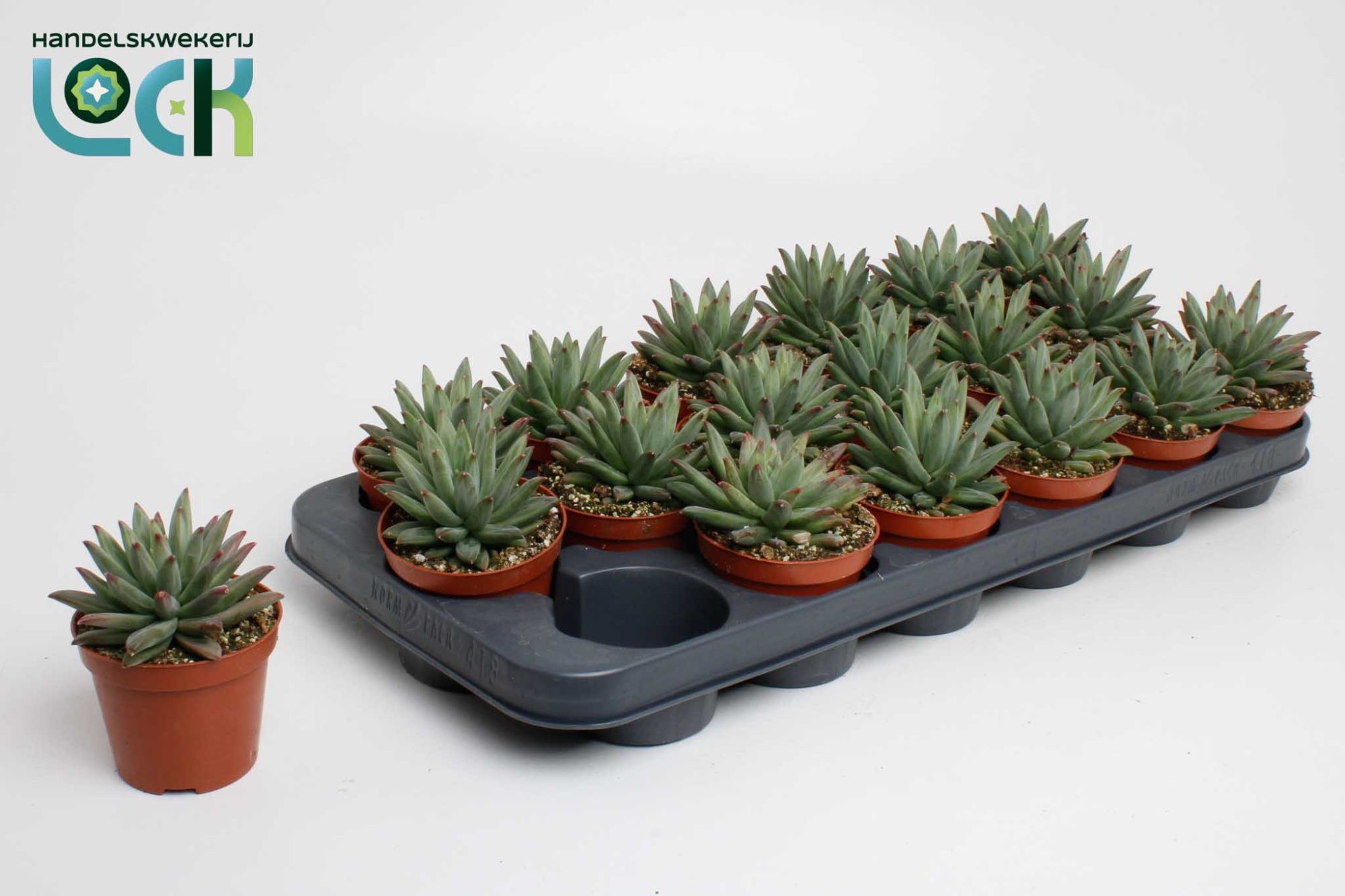 Горшечные цветы и растения оптом Echeveria Hookeri от 12шт (для телеги) из Голландии с доставкой по России
