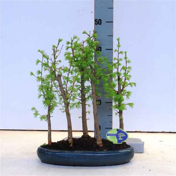 Горшечные цветы и растения оптом Bonsai Pseudolarix Forrest- Group 5 Stem от 2шт из Голландии с доставкой по России