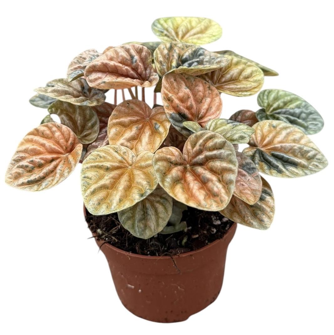 Горшечные цветы и растения оптом Peperomia Caperata Disco Fall от 1шт из Голландии с доставкой по России