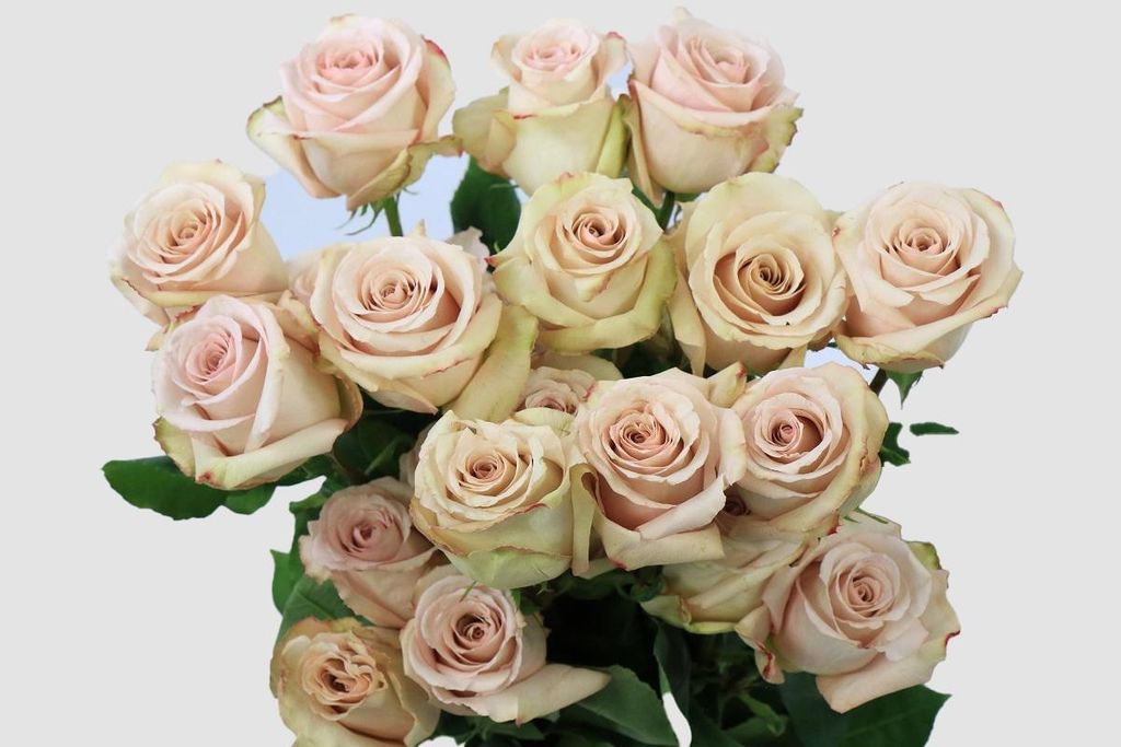 Срезанные цветы оптом Rosa ec quicksand от 25шт из Голландии с доставкой по России