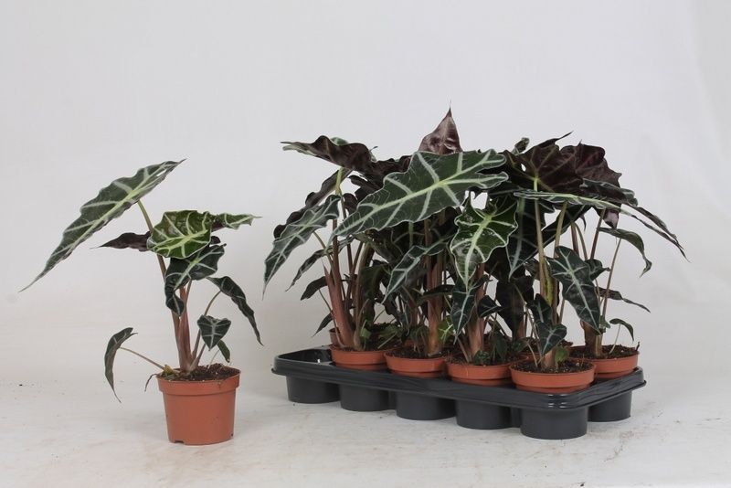 Горшечные цветы и растения оптом Aloc Polly от 10шт (для телеги) из Голландии с доставкой по России