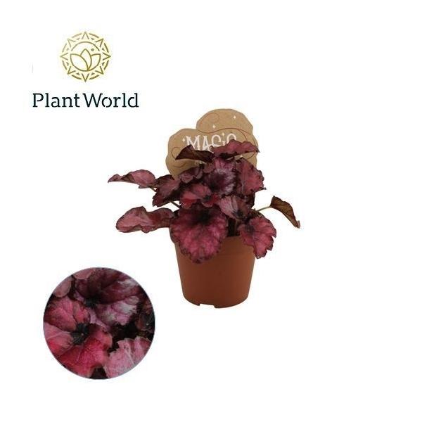 Горшечные цветы и растения оптом Begonia Rex Red Bull от 12шт (для телеги) из Голландии с доставкой по России