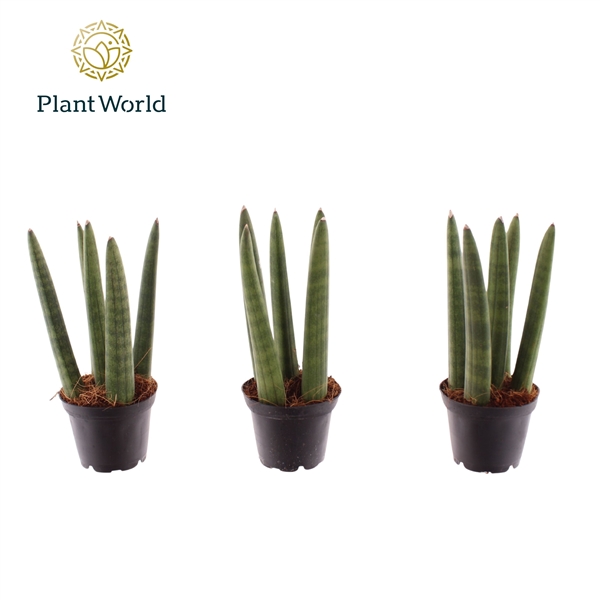 Горшечные цветы и растения оптом Sansevieria Spaghetti (decorum) от 16шт (для телеги) из Голландии с доставкой по России