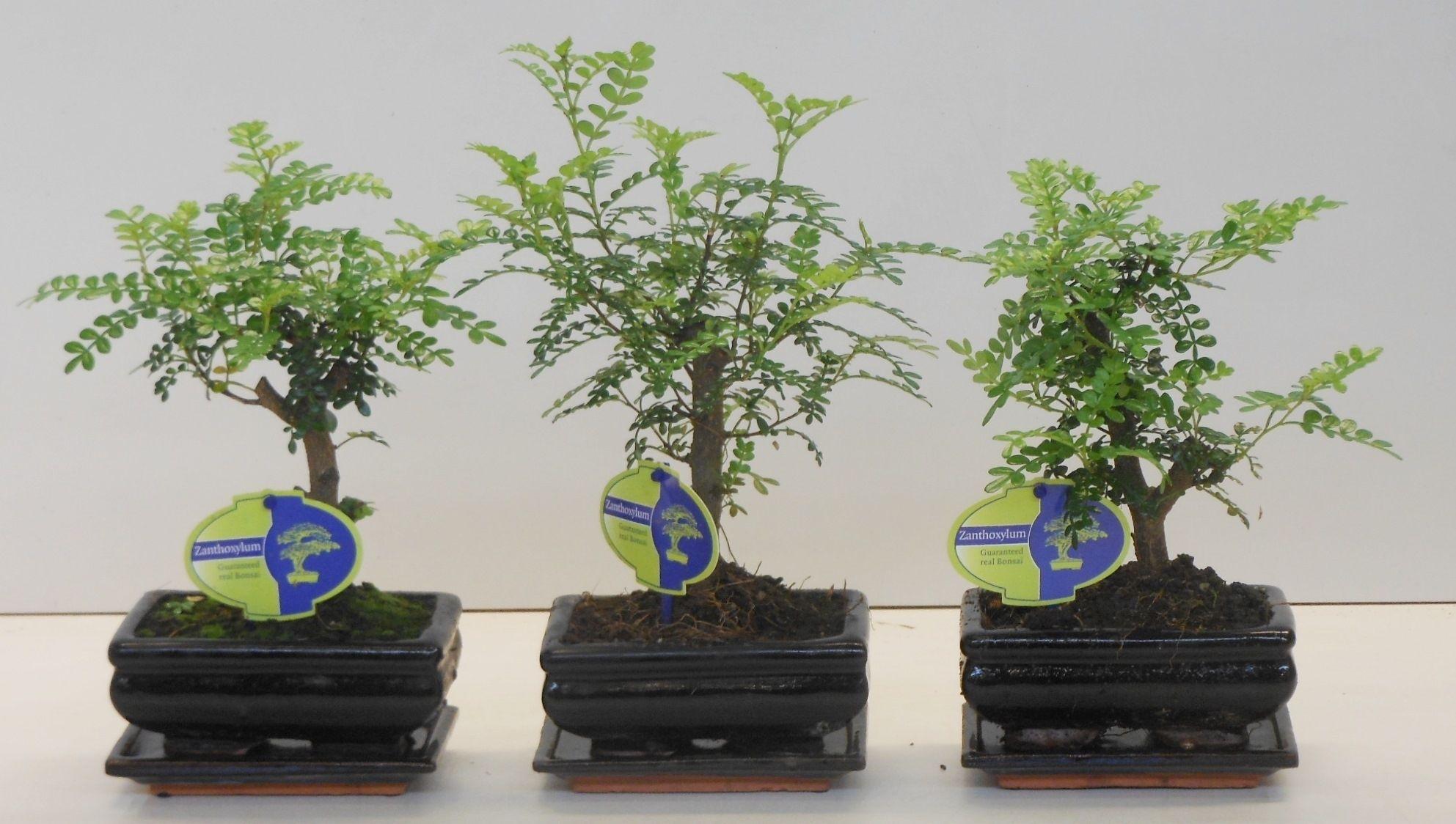 Горшечные цветы и растения оптом Zanthoxylum Piperitum, 15cm., Broom, With D от 10шт из Голландии с доставкой по России