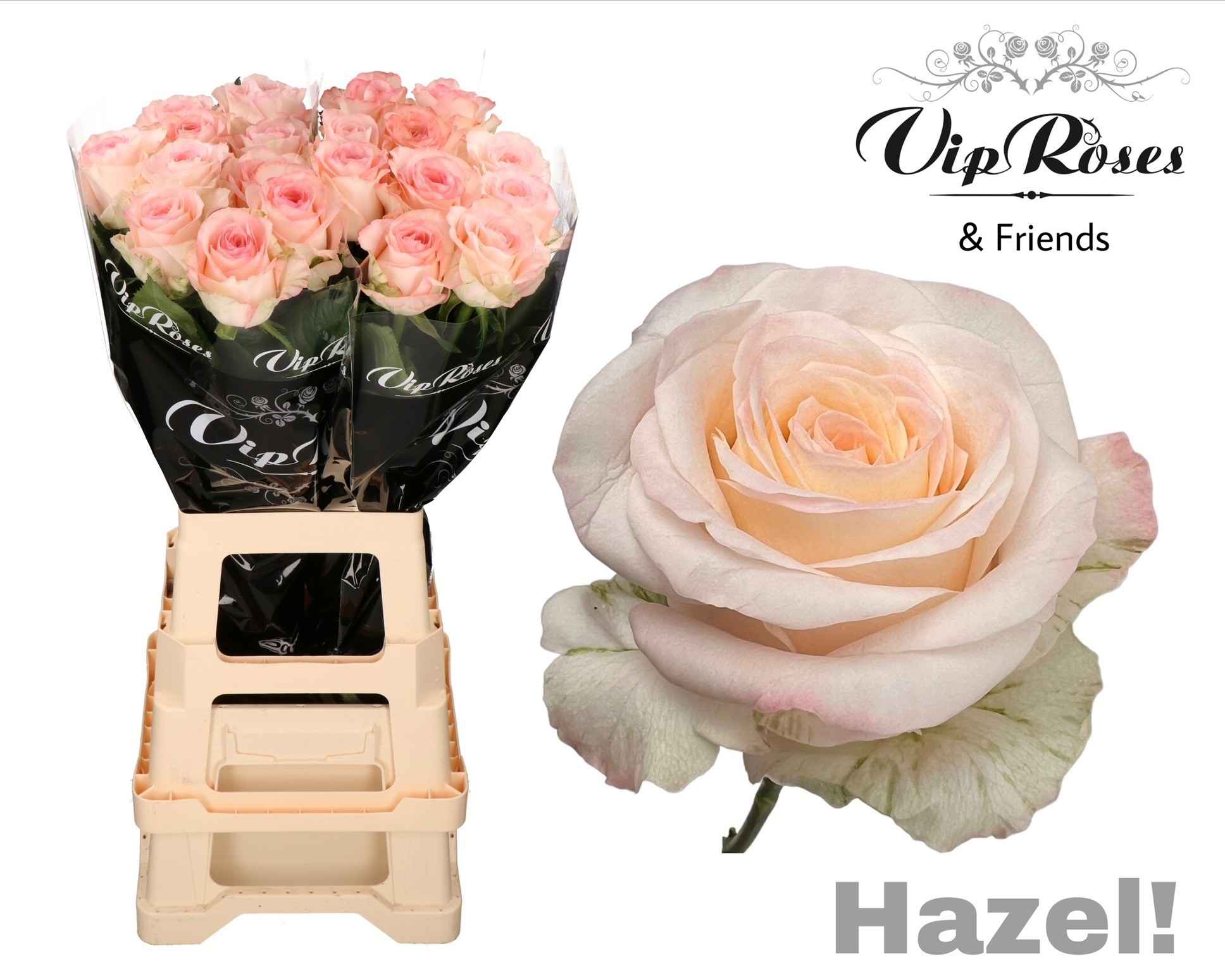 Срезанные цветы оптом Rosa la hazel! от 10шт из Голландии с доставкой по России