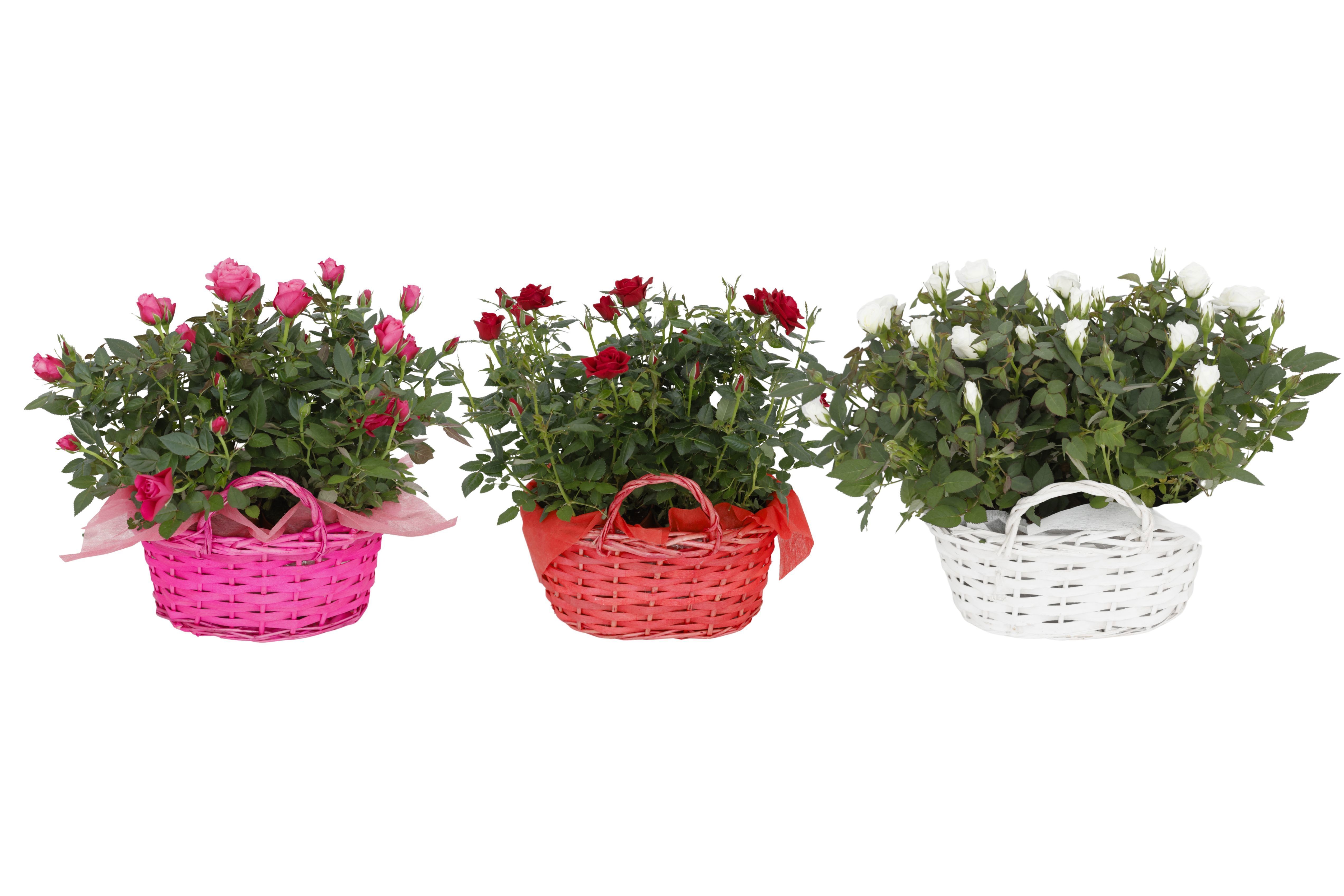 Горшечные цветы и растения оптом Ro Kordana Gem от 4шт из Голландии с доставкой по России