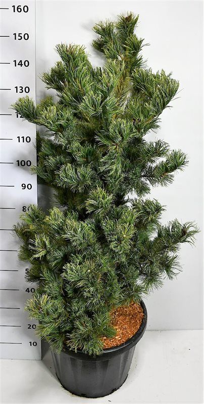 Горшечные цветы и растения оптом Pinus Parv Shizukagoten от 1шт из Голландии с доставкой по России