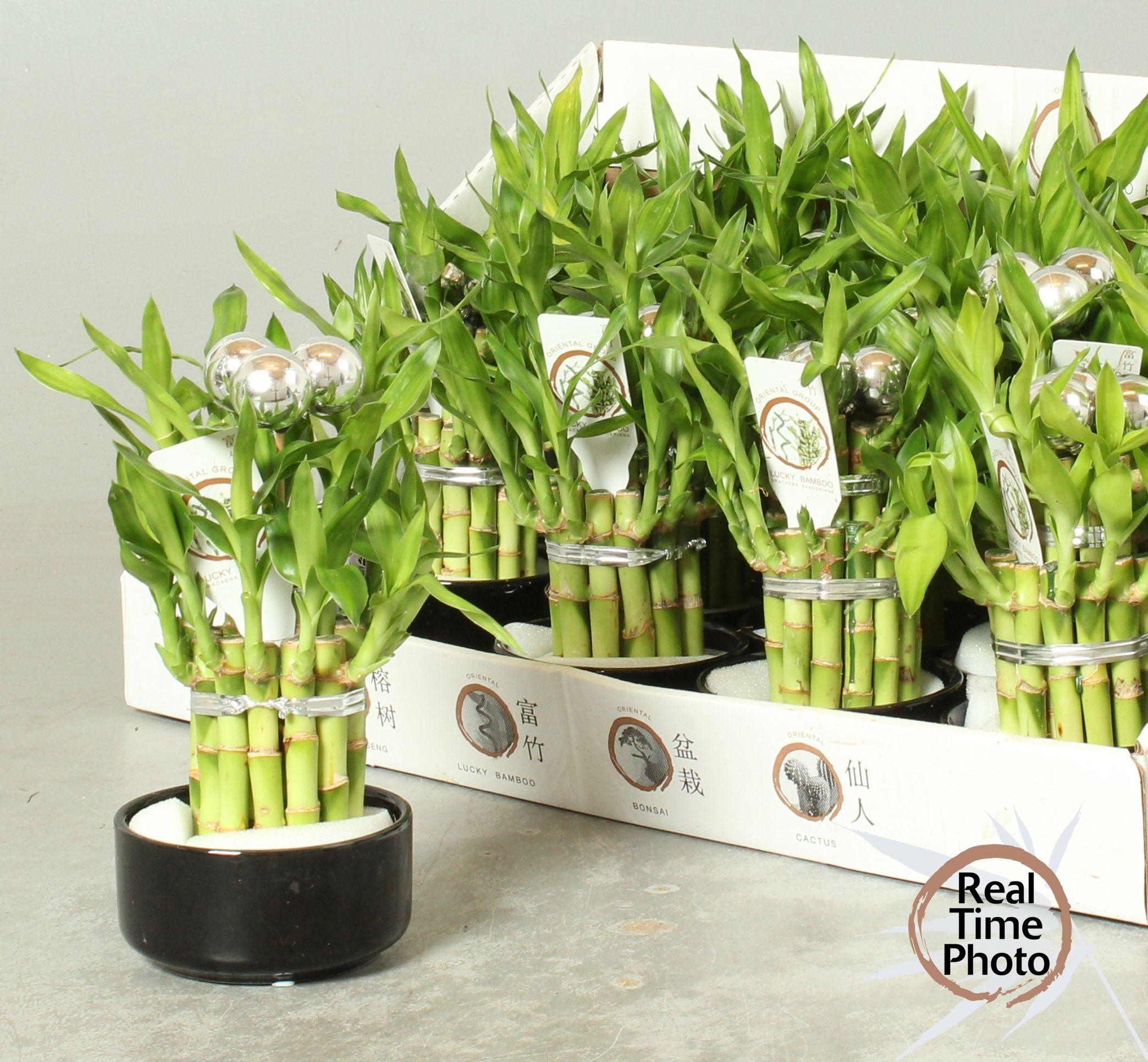 Горшечные цветы и растения оптом Dra Lucky Bamboo от 13шт (для телеги) из Голландии с доставкой по России