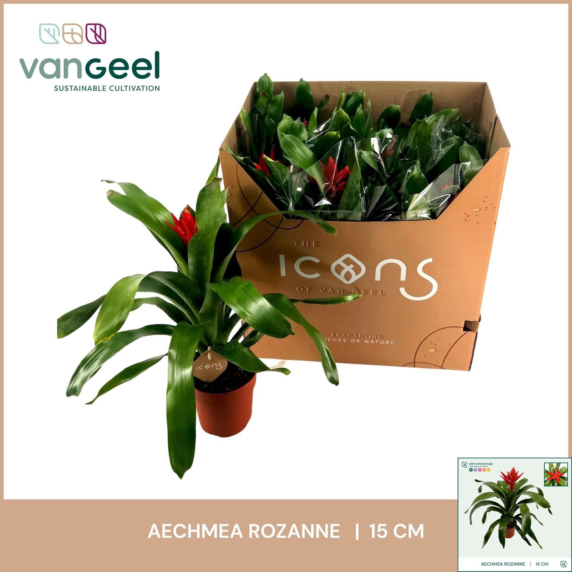 Горшечные цветы и растения оптом Aech Roz Elegant Red от 7шт из Голландии с доставкой по России