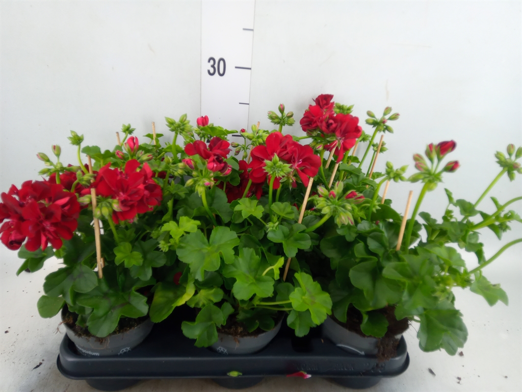 Горшечные цветы и растения оптом Pelargonium Pelt.   ... от 8шт из Голландии с доставкой по России
