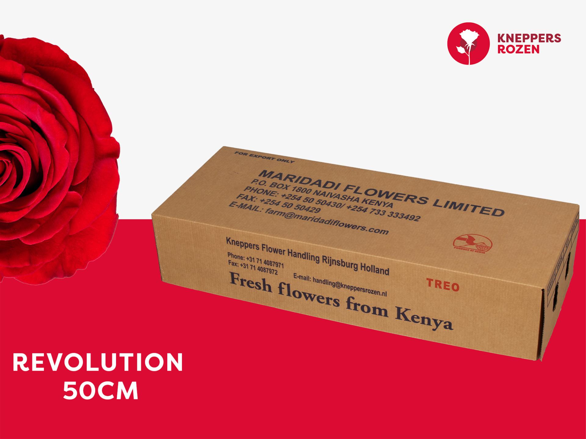 Срезанные цветы оптом Rosa large revolution от 340шт из Голландии с доставкой по России