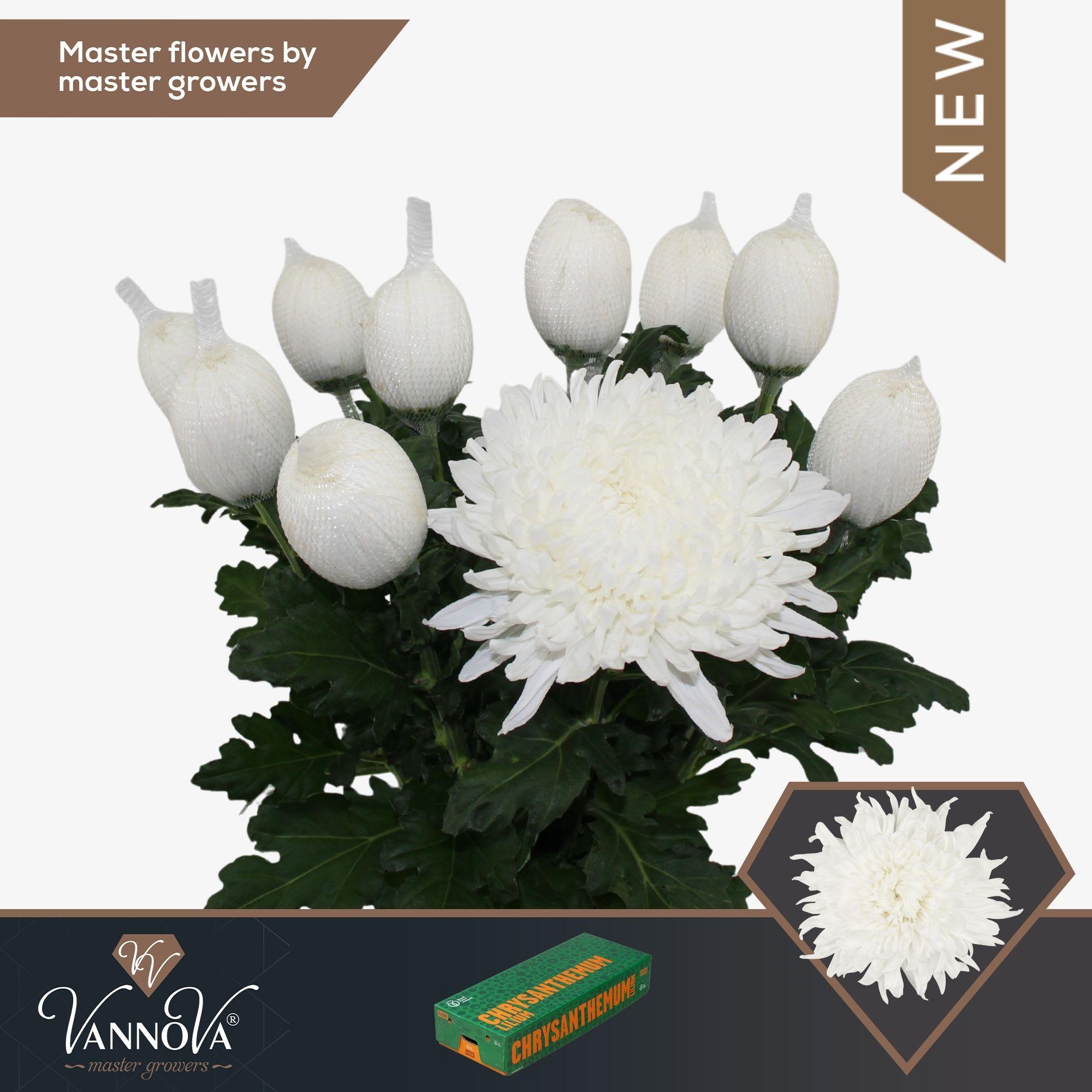 Срезанные цветы оптом Chrys bl stravina от 120шт. из Голландии с доставкой по России