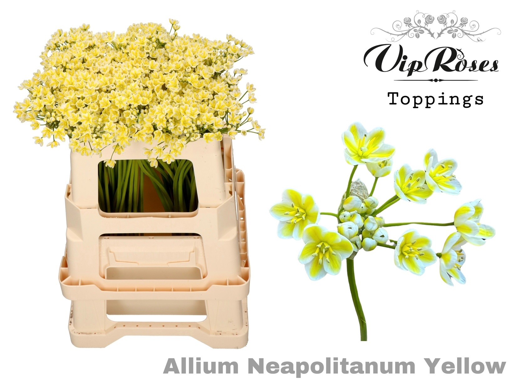 Срезанные цветы оптом Allium paint neopolitanum yellow от 60шт из Голландии с доставкой по России