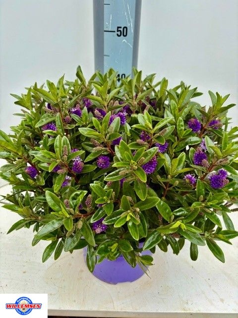 Горшечные цветы и растения оптом Hebe Kara Lilac Kiwi от 1шт из Голландии с доставкой по России