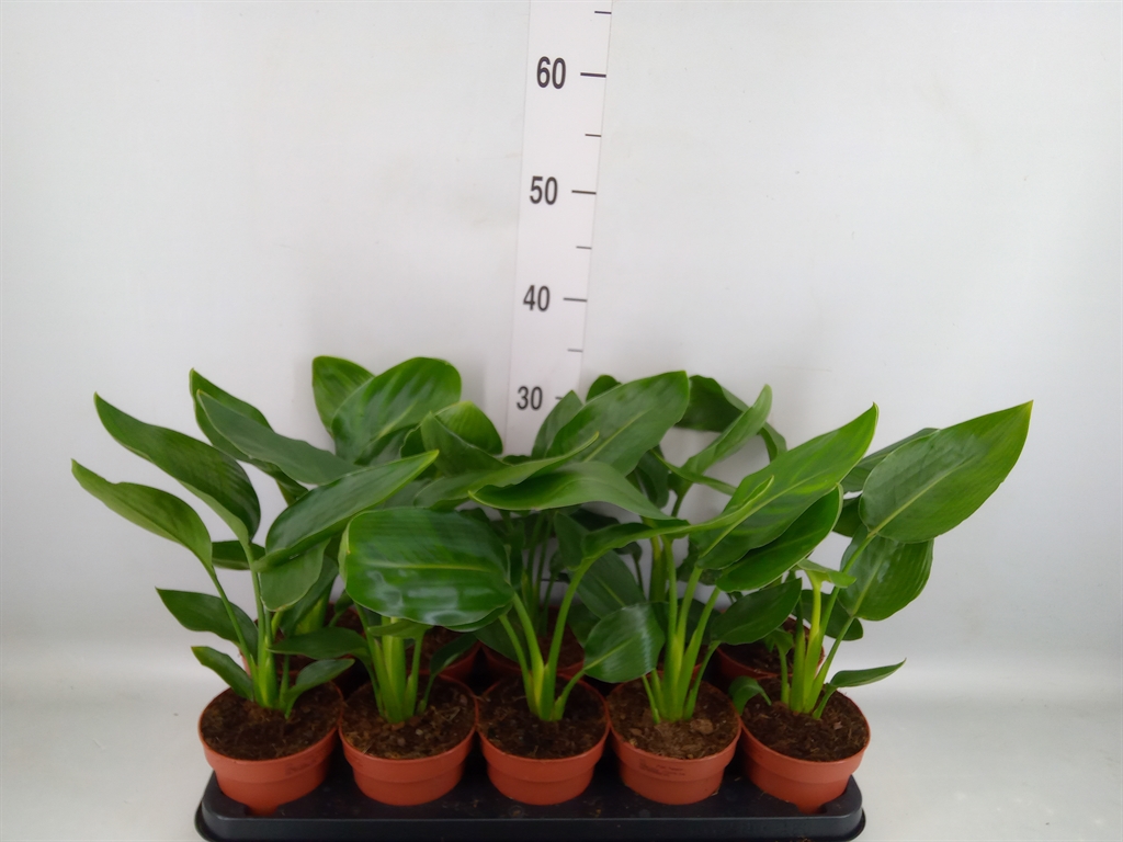 Горшечные цветы и растения оптом Strelitzia Reg.   ...no Flowers от 10шт из Голландии с доставкой по России