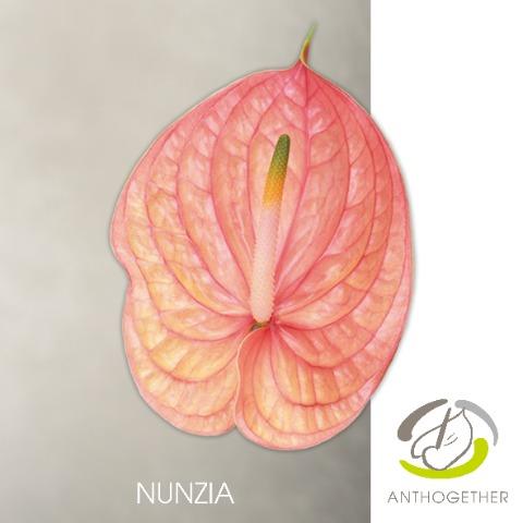 Срезанные цветы оптом Anthurium nunzia от 24шт из Голландии с доставкой по России