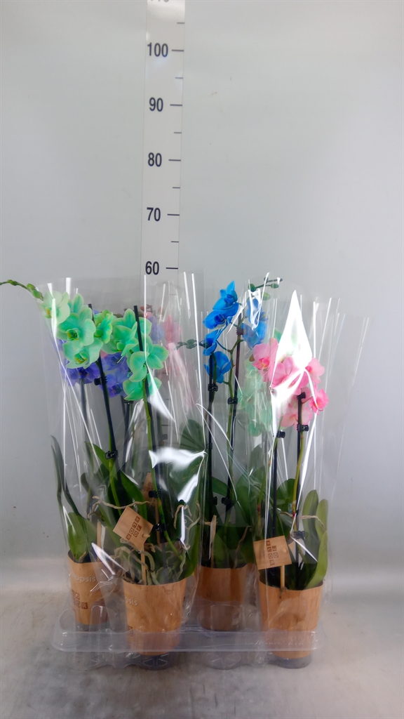 Горшечные цветы и растения оптом Phalaenopsis   ... от 6шт (для телеги) из Голландии с доставкой по России