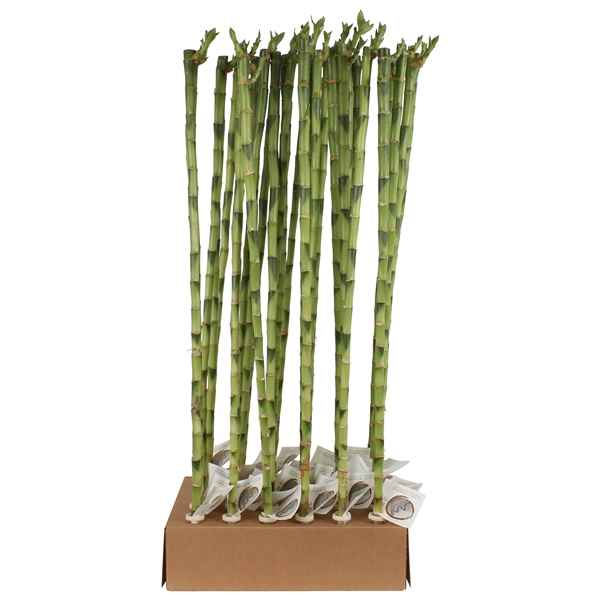 Горшечные цветы и растения оптом Lucky Bamboo Stem Straight In Tube от 30шт из Голландии с доставкой по России