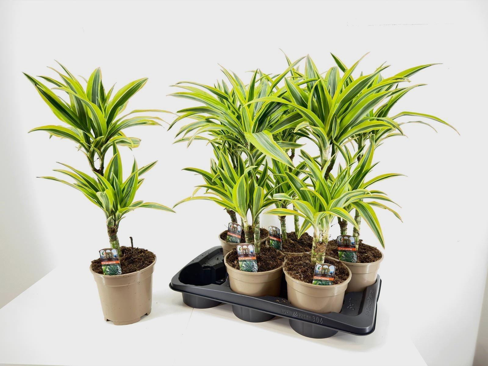 Горшечные цветы и растения оптом Dra De Lemon Lime от 6шт из Голландии с доставкой по России