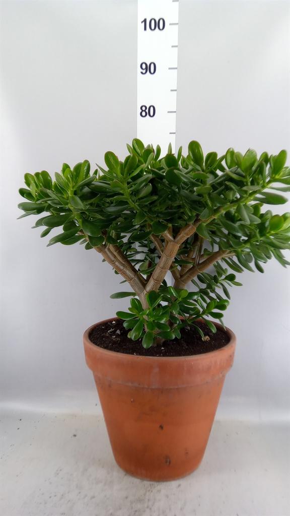 Горшечные цветы и растения оптом Crassula Ovata от 1шт из Голландии с доставкой по России