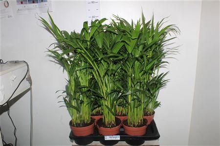 Горшечные цветы и растения оптом Dypsis Lutescens 20pp от 6шт из Голландии с доставкой по России