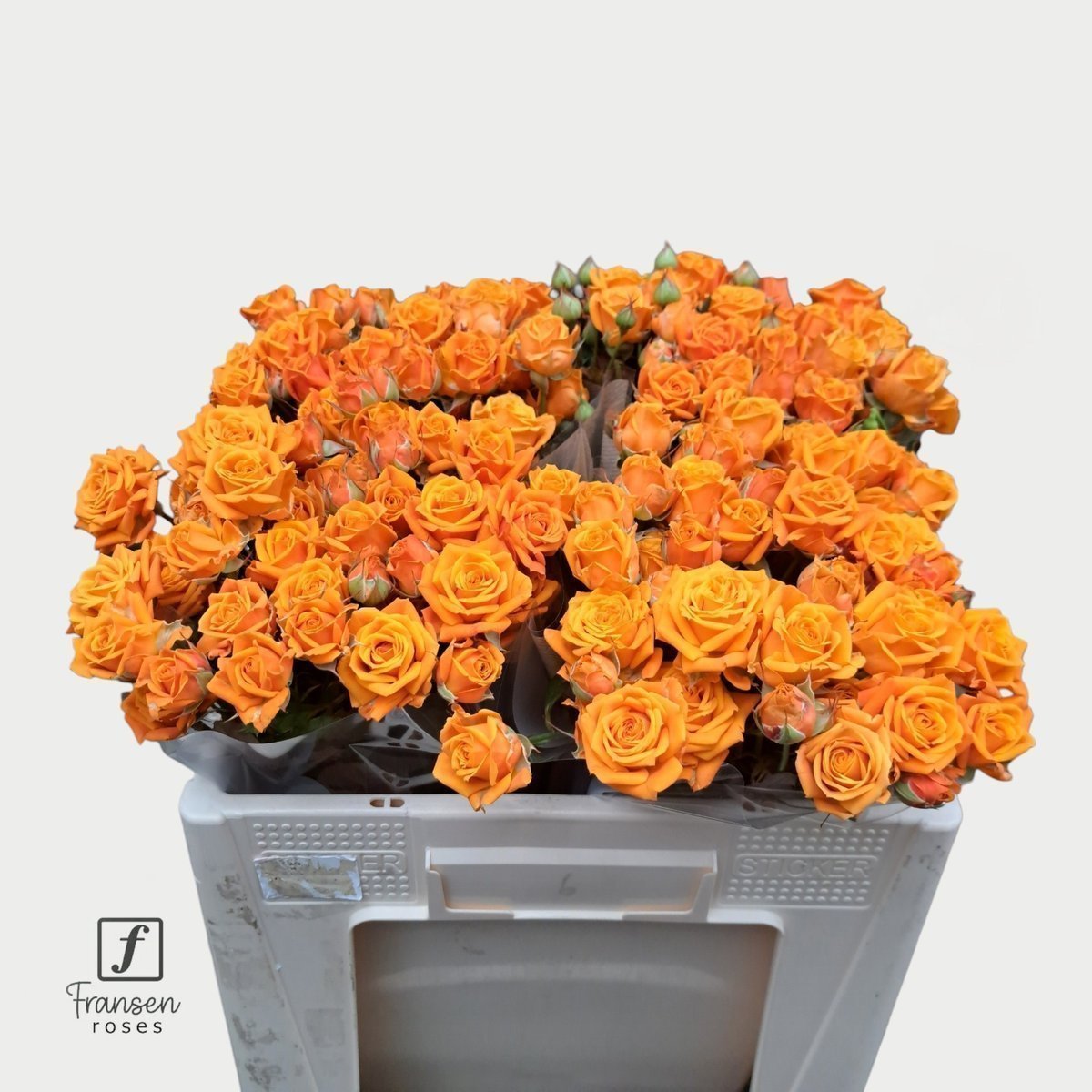 Срезанные цветы оптом Rosa spray orange queen от 40шт. из Голландии с доставкой по России