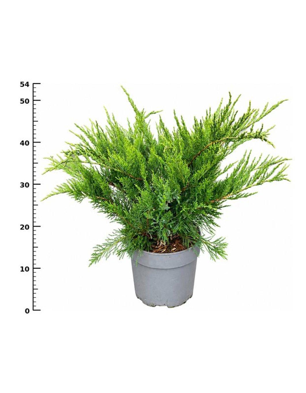 Горшечные цветы и растения оптом Juniperus Pfit Mint Julep от 1шт из Голландии с доставкой по России