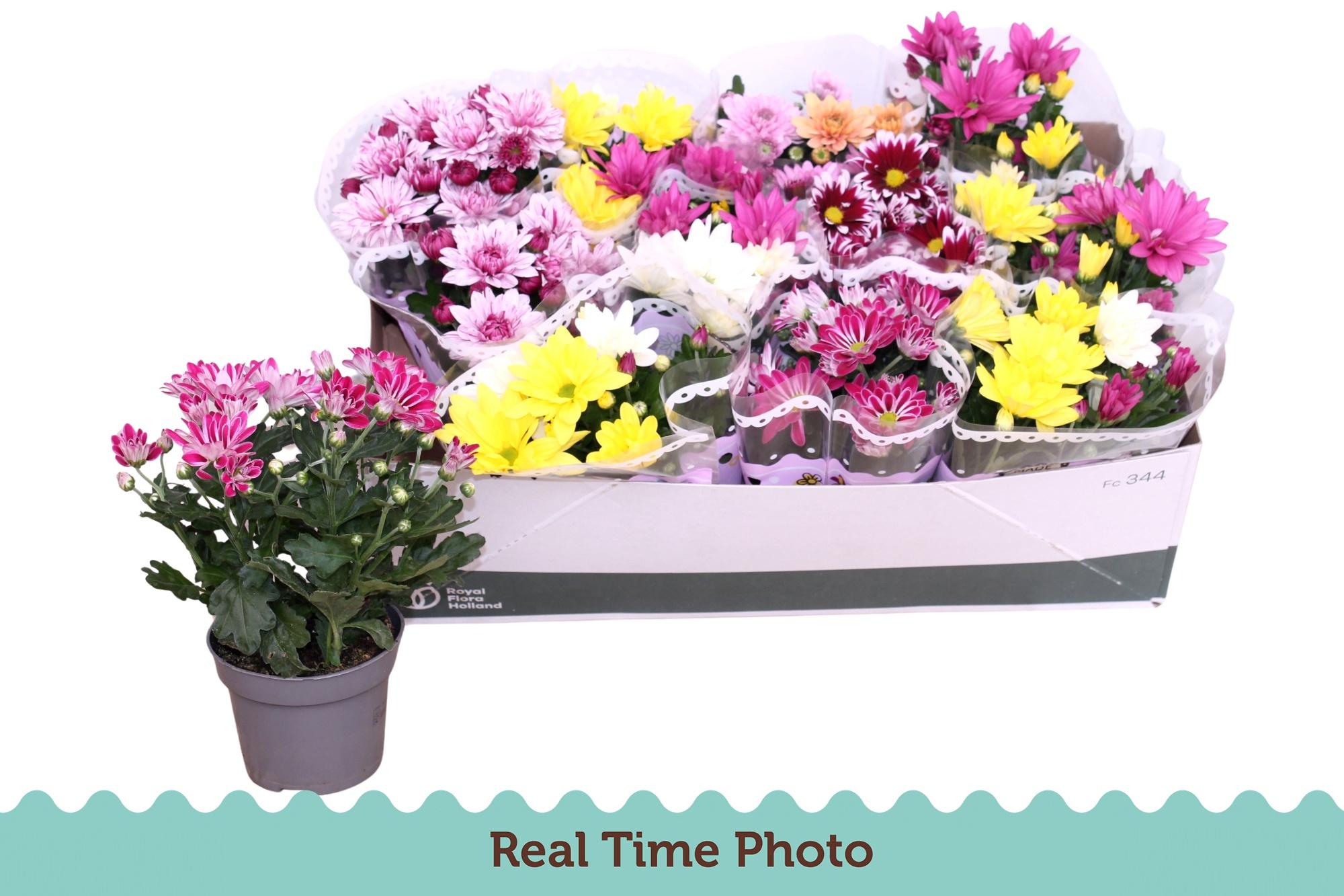 Горшечные цветы и растения оптом Chrys Gem 5 Kl от 12шт из Голландии с доставкой по России