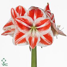 Срезанные цветы оптом Hippeastrum superstar от 12шт из Голландии с доставкой по России