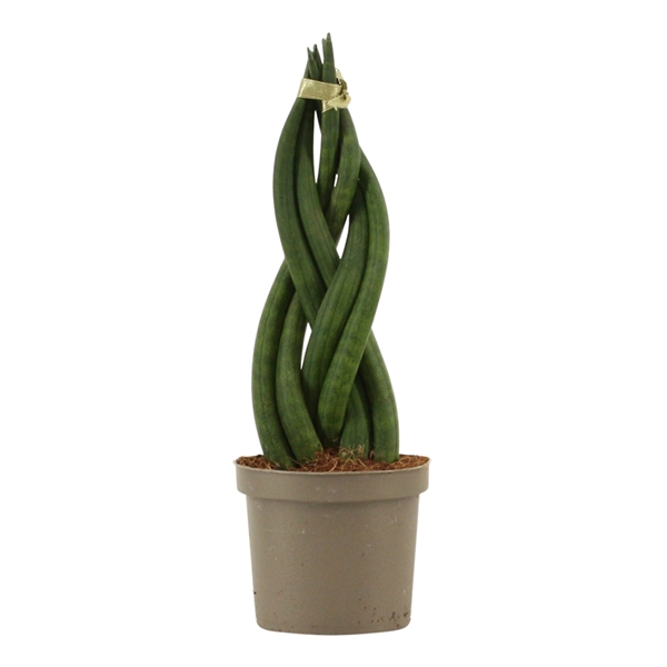 Горшечные цветы и растения оптом Sansevieria Cylindrica Braid от 18шт из Голландии с доставкой по России