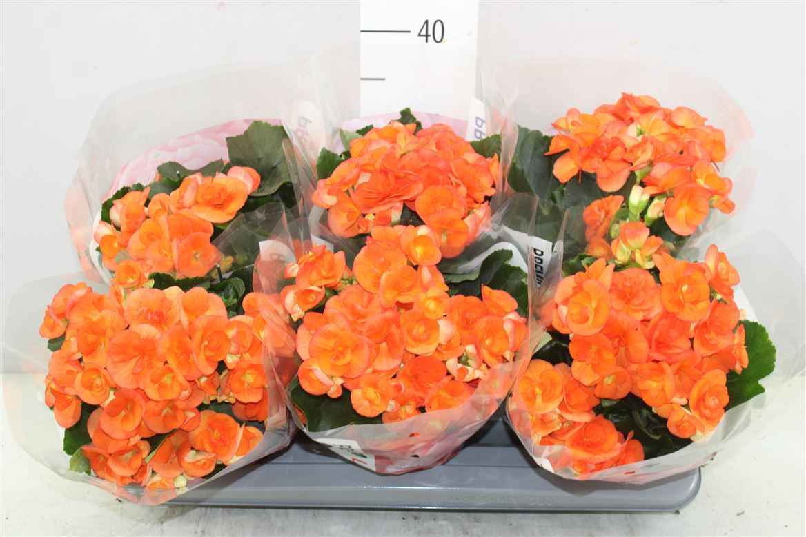 Горшечные цветы и растения оптом Begonia Du Oranje от 6шт из Голландии с доставкой по России