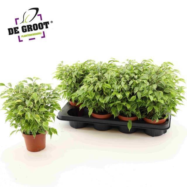 Горшечные цветы и растения оптом Fic Be Kinky от 8шт из Голландии с доставкой по России