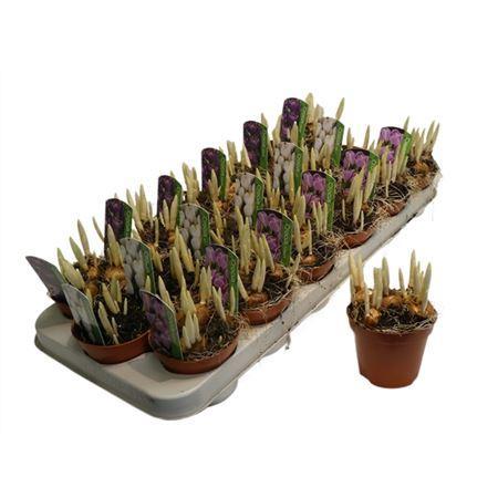 Горшечные цветы и растения оптом Crocus Gemengd от 18шт (для телеги) из Голландии с доставкой по России