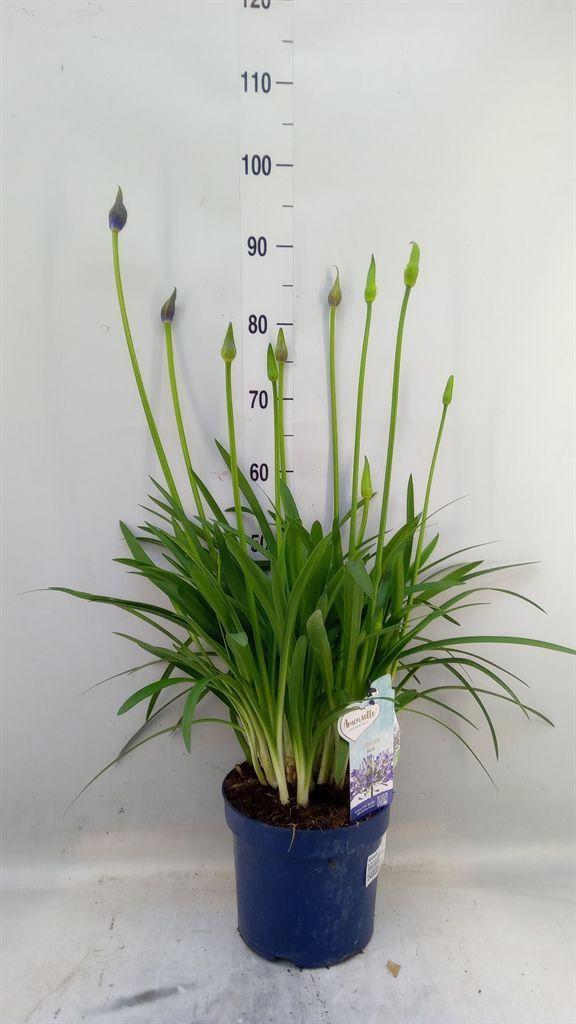 Горшечные цветы и растения оптом Agapanthus   ... от 1шт из Голландии с доставкой по России