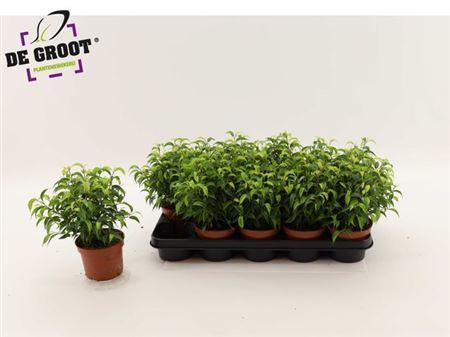 Горшечные цветы и растения оптом Ficus Be Natasja от 10шт из Голландии с доставкой по России