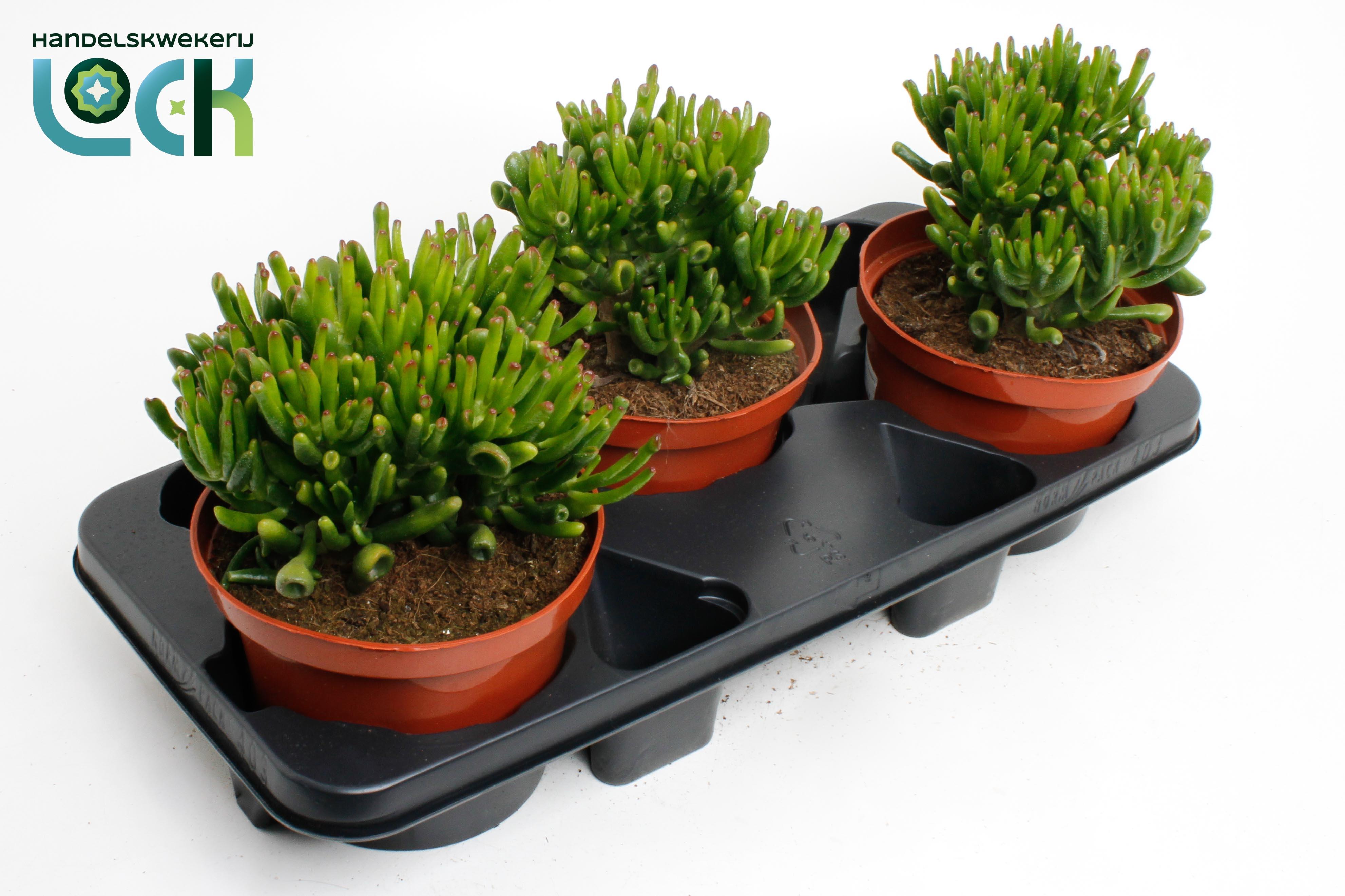 Горшечные цветы и растения оптом Crassula Horn Tree от 3шт из Голландии с доставкой по России