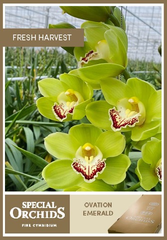 Срезанные цветы оптом Cymbidium green ovation emerald от 16шт. из Голландии с доставкой по России
