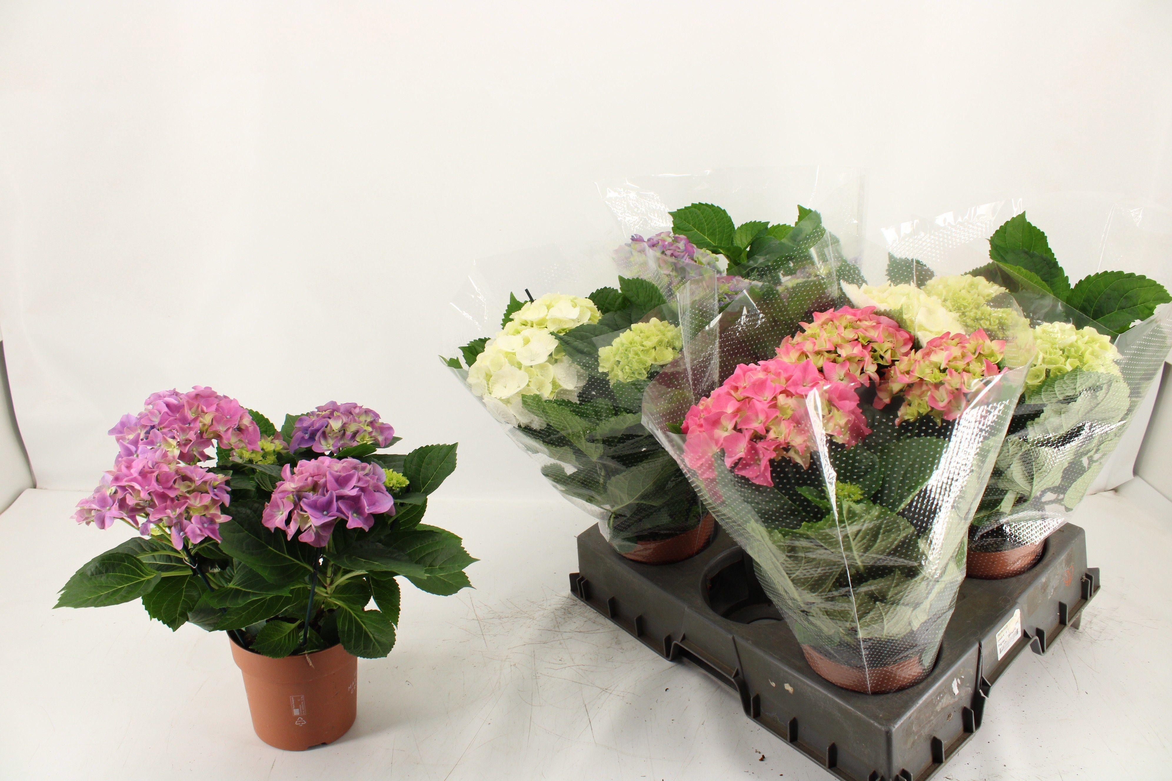 Горшечные цветы и растения оптом Hydr M Gem от 5шт из Голландии с доставкой по России