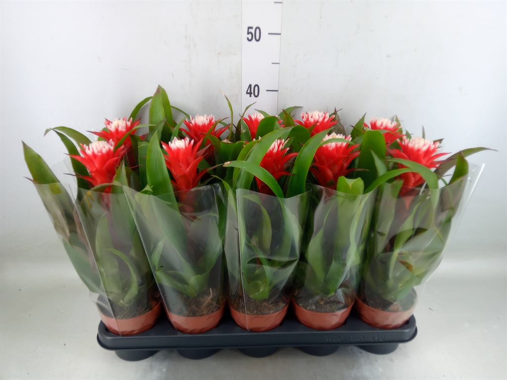 Горшечные цветы и растения оптом Guzmania Hope от 10шт из Голландии с доставкой по России