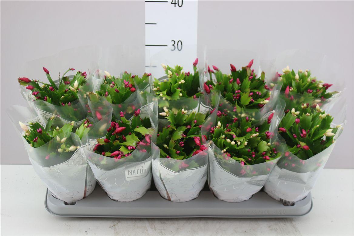 Горшечные цветы и растения оптом Schlumbergera Flame Duo Carnaval от 10шт из Голландии с доставкой по России