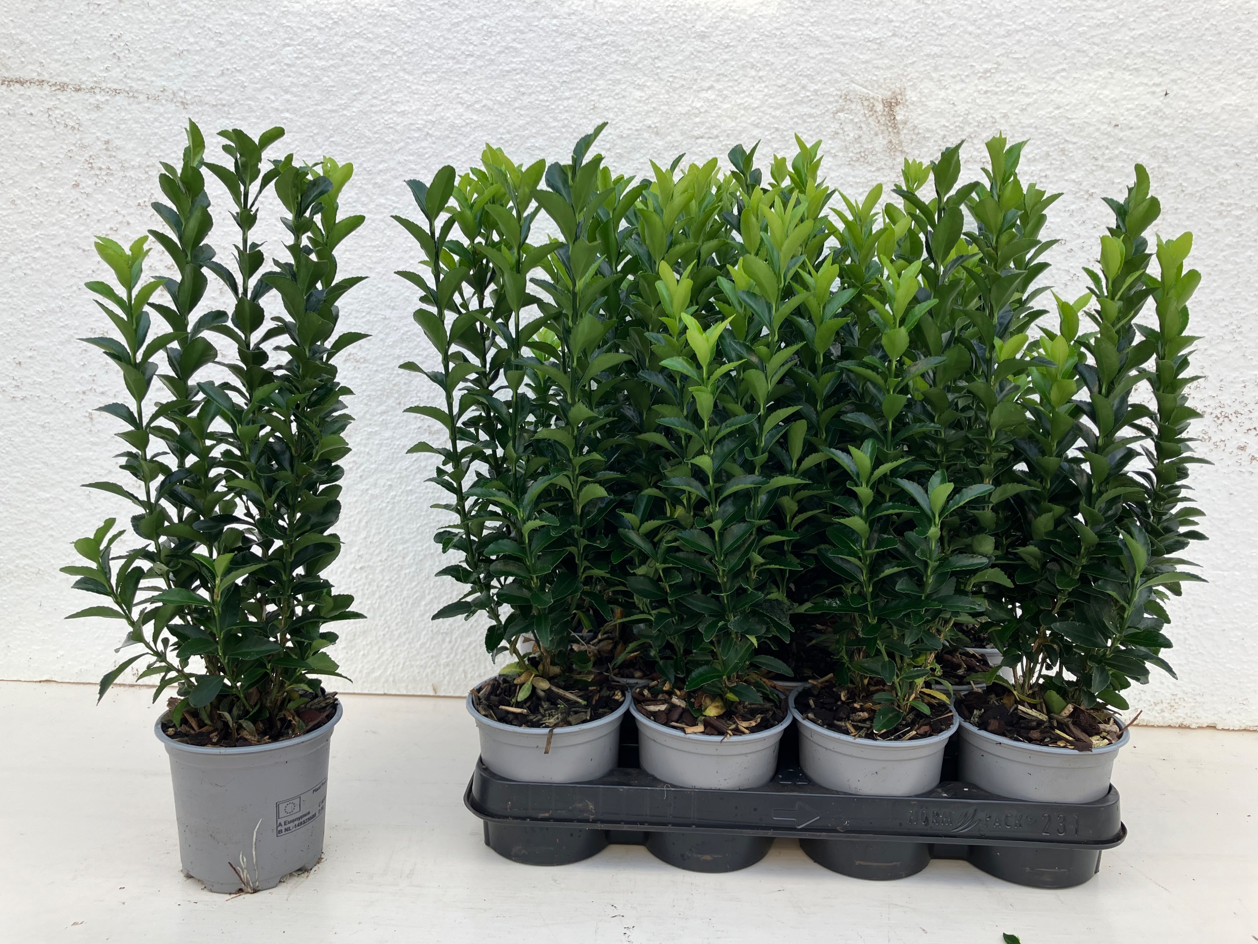 Горшечные цветы и растения оптом Euonymus Ja Gr Spire от 11шт из Голландии с доставкой по России