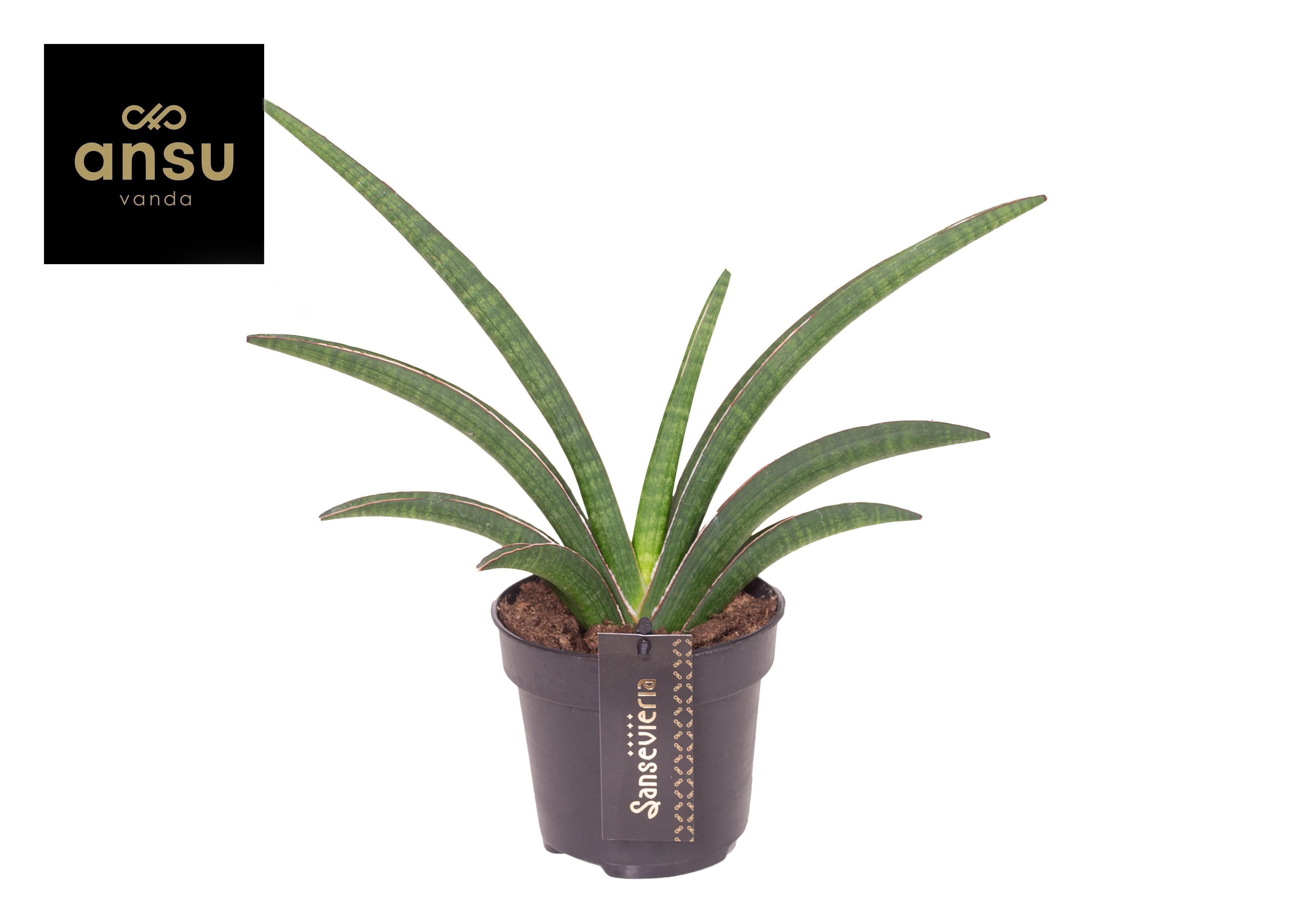 Горшечные цветы и растения оптом Sansevieria Tiara Grand Gazelle от 10шт из Голландии с доставкой по России