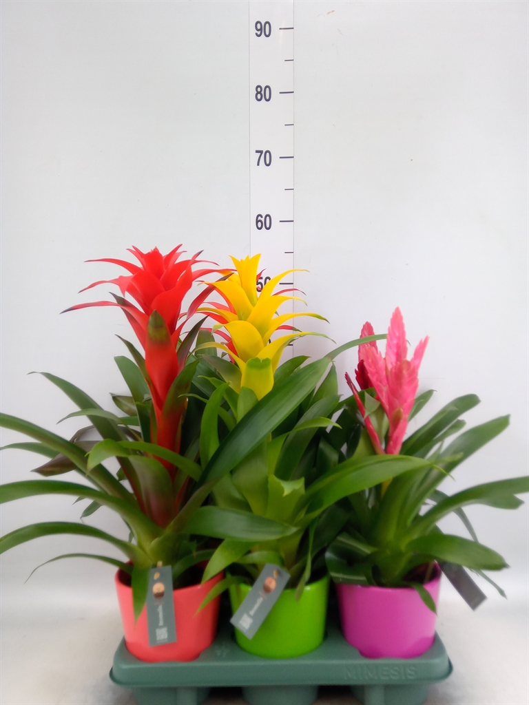 Горшечные цветы и растения оптом Bromelia   ...mix от 6шт из Голландии с доставкой по России