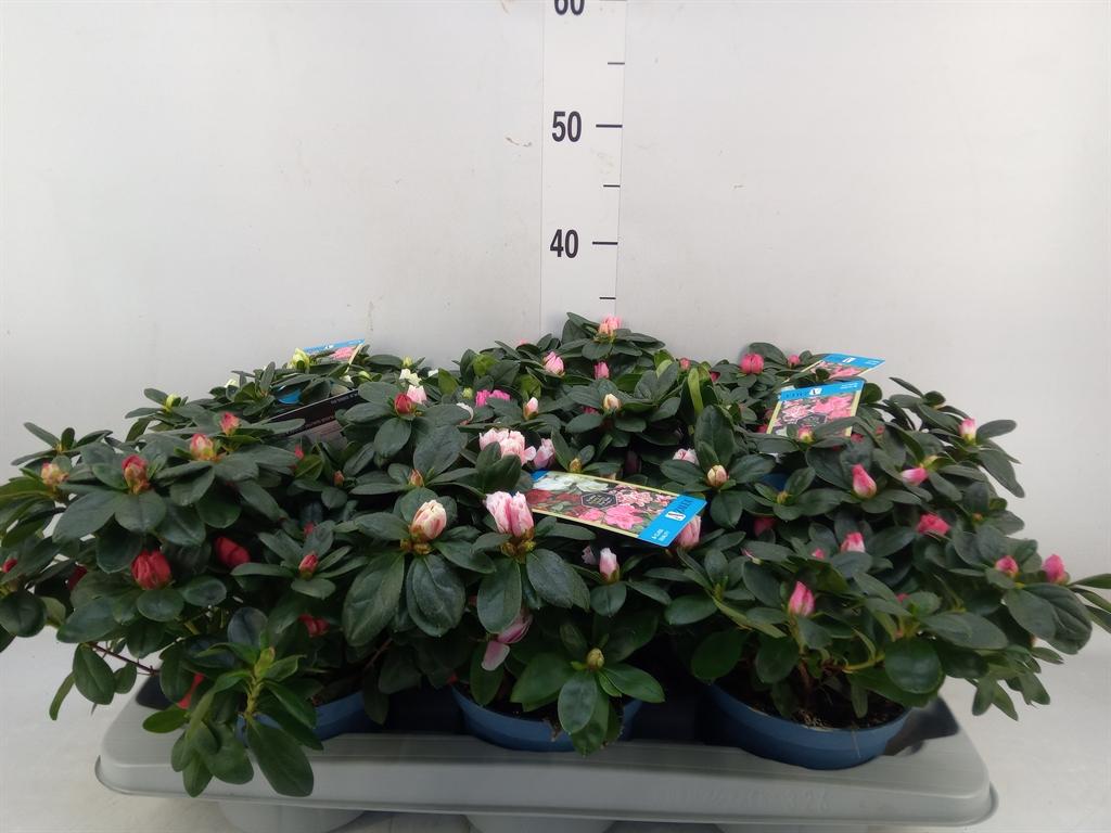 Горшечные цветы и растения оптом Azalea Mix от 6шт из Голландии с доставкой по России